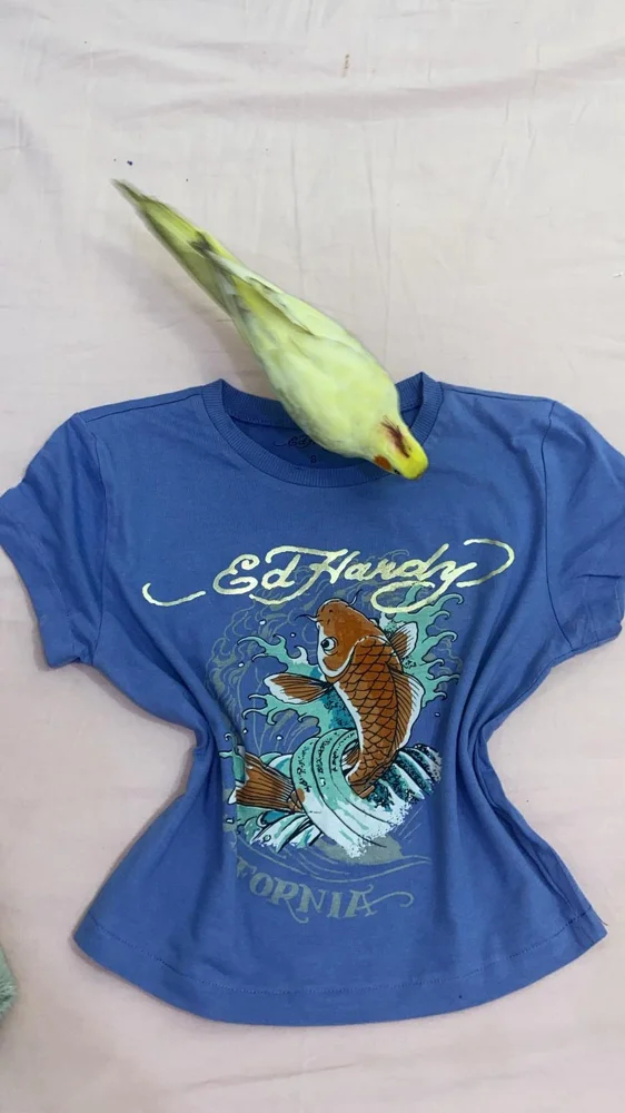 Ed Hardy Crop Tops